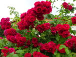 DSC00451.JPG