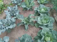 IMG_20190620_152148.webp