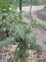 IMG_20190620_151753.webp
