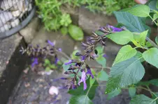 DSC07873.webp