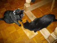 IMGP7984.webp