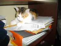 IMGP7975.webp