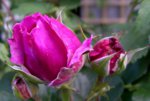 IMGP3613.JPG