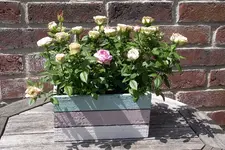 IMGP3617.webp