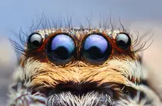 insect-photography-31.webp