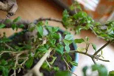 22_6_2019_Detail 3.webp