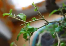 22_6_2019_Detail 4.webp