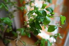 22_6_2019_Detail 5.webp