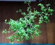 22_6_2019_von oben.webp