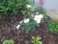 20190623_071625.jpg