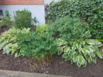 20190623_071659.jpg