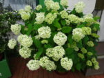 DSC00456.JPG