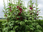 DSC00457.JPG