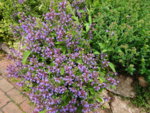 DSC00465.JPG