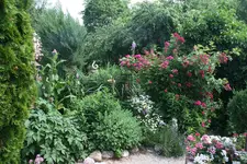 132.webp