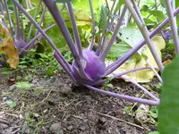 P1130150.webp