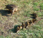 Forum Enten Phoebe Kükis 2019_06_23 P1130022.JPG