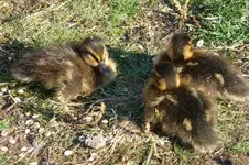 Forum Enten Phoebe Kükis 2019_06_23 P1130037.webp