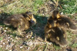 Forum Enten Phoebe Kükis 2019_06_23 P1130037.JPG