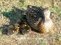 Forum Enten Phoebe Kükis 2019_06_23 P1130031.webp