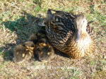 Forum Enten Phoebe Kükis 2019_06_23 P1130031.JPG