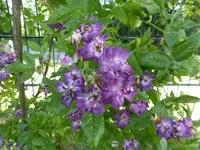 P1130238Kletterrose Veilchenblau.webp
