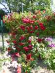 P1130249Apple Blossum.JPG