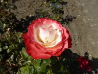 P1130266.webp