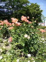 P1130277Sunstar.webp