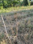 IMG_20190624_201815.jpg