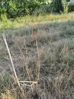 IMG_20190624_201815.webp