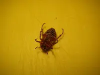 P6241229.webp