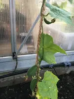 2019-06-24 Luffa2.webp