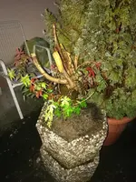 IMG_20190624_221301.webp