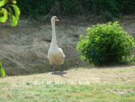 Schwan 2019_06_24 P1130074.JPG