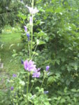 BILD1191.JPG