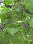 BILD1196.JPG
