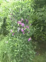 BILD1206.webp
