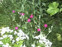 BILD1195.webp