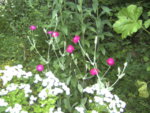 BILD1195.JPG