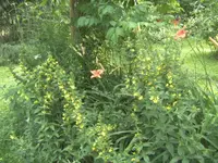 BILD1194.webp