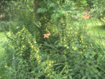 BILD1194.JPG