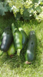 Zucchiniernte.jpg