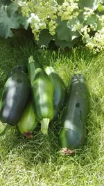 Zucchiniernte.webp