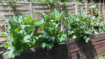 Zucchini Hochbeet1.jpg.jpeg