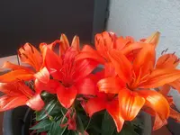 15614823470071745660297.webp