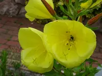 DSC00414.webp