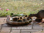 Forum Enten Kükis 2019_06_25 P1130179.jpg