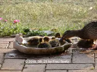 Forum Enten Kükis 2019_06_25 P1130179.webp