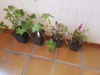 20190626_073926.webp
